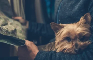 Airpets Brasil